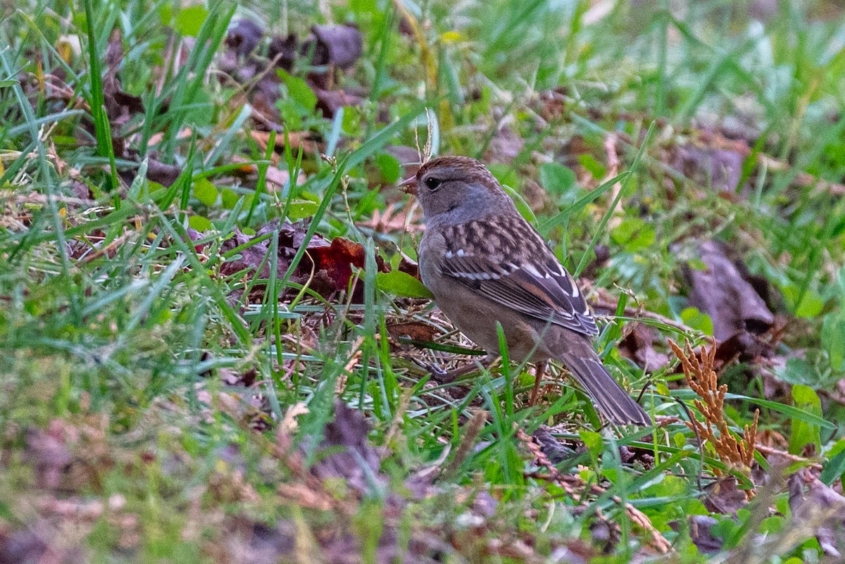 White-crowned Sparrow - ML644611651