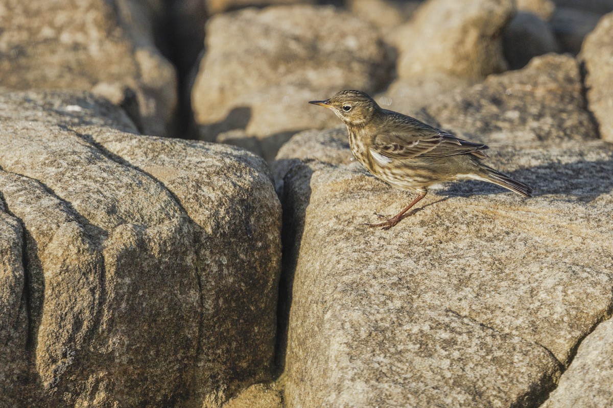 Rock Pipit (Western) - ML644611652