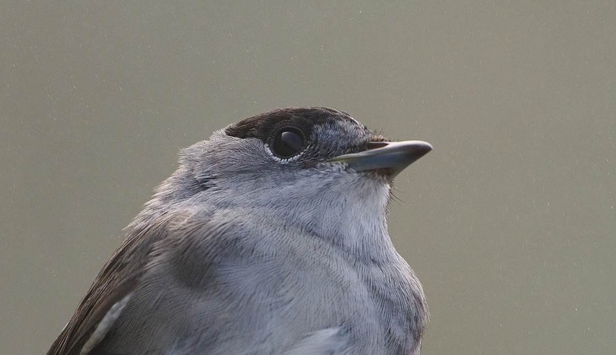 Eurasian Blackcap - ML644611653