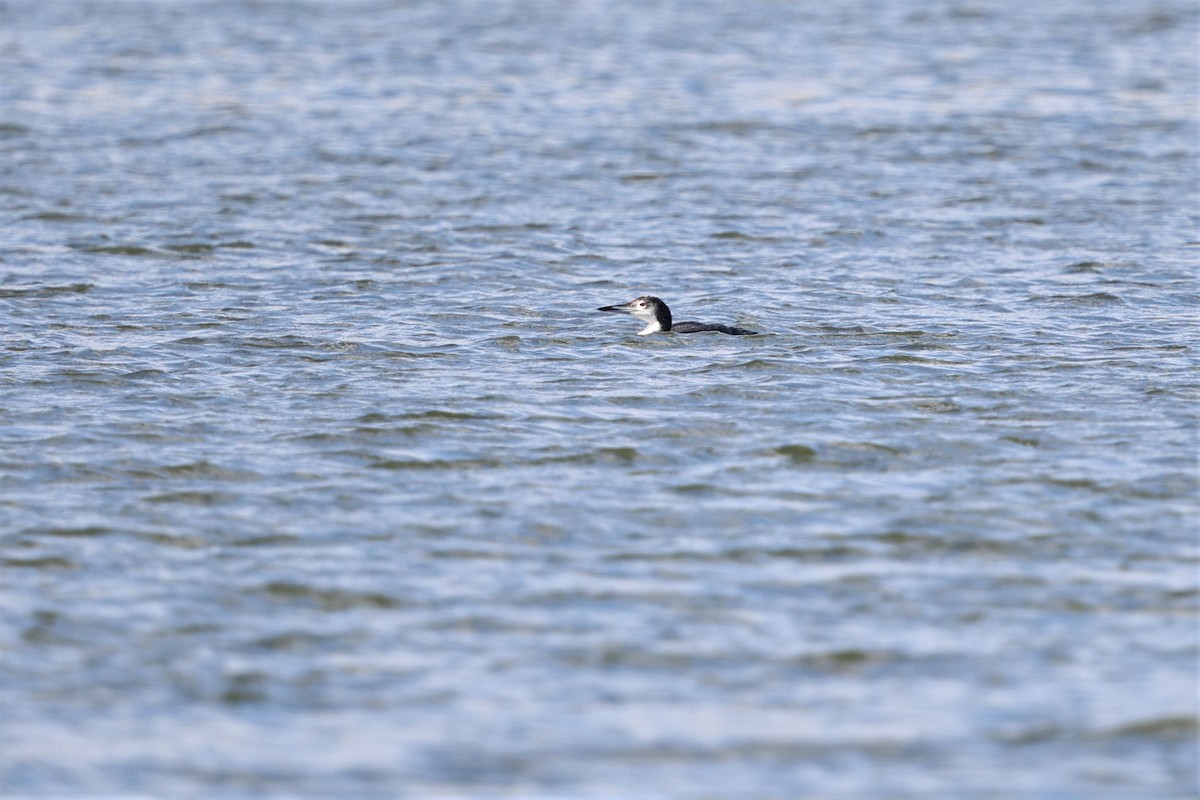 Common Loon - ML644611657