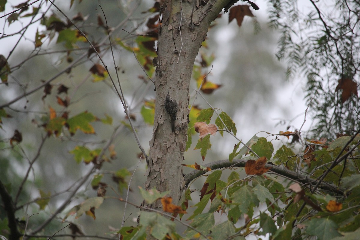 Brown Creeper - ML644611658