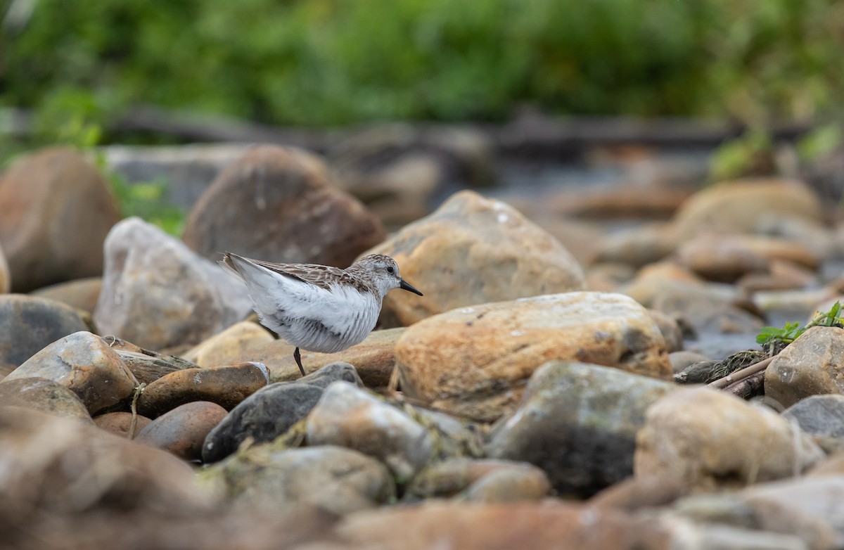 Txirri erdipalmatua - ML644611661