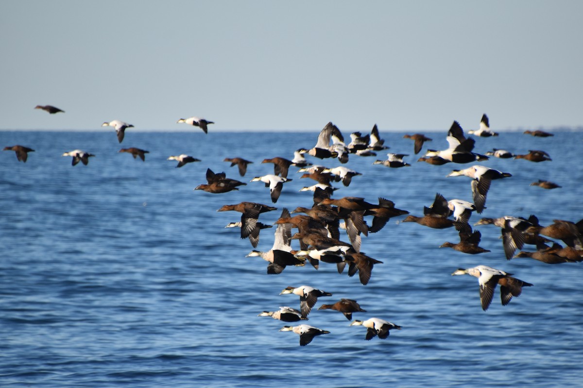 אדרית שחורת-כיפה - ML644611663