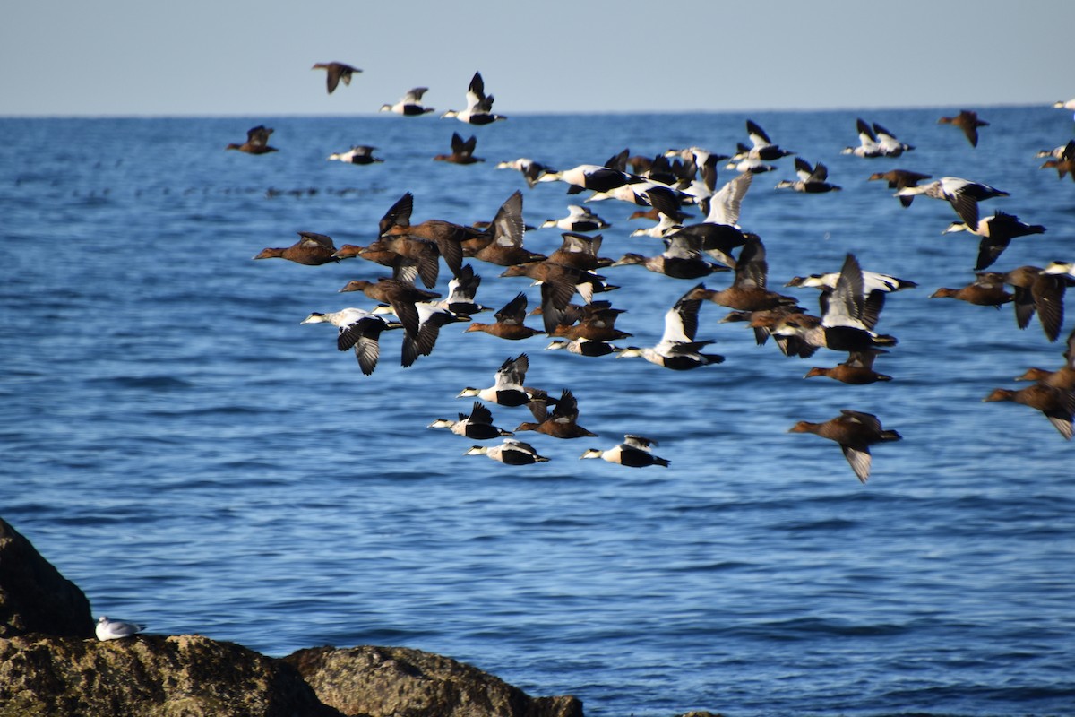 אדרית שחורת-כיפה - ML644611664