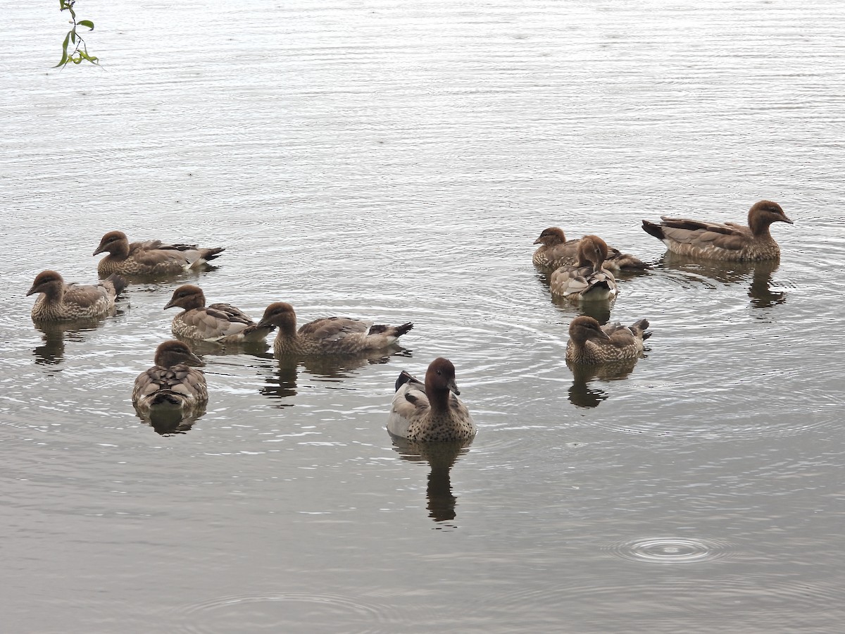 mankeand - ML644611665