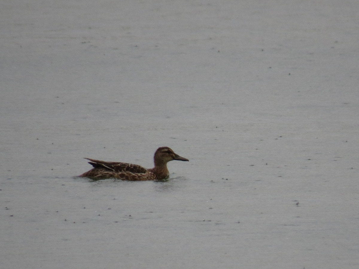 Garganey - ML644611676