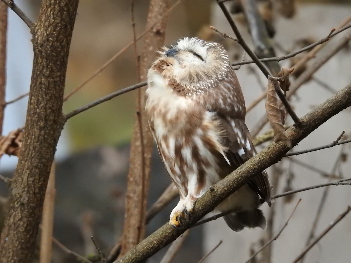 Northern Saw-whet Owl - ML644611680