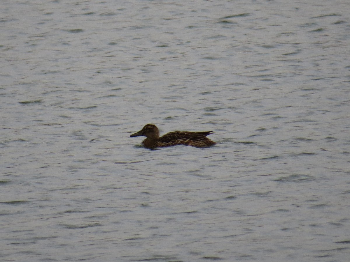 Garganey - ML644611682
