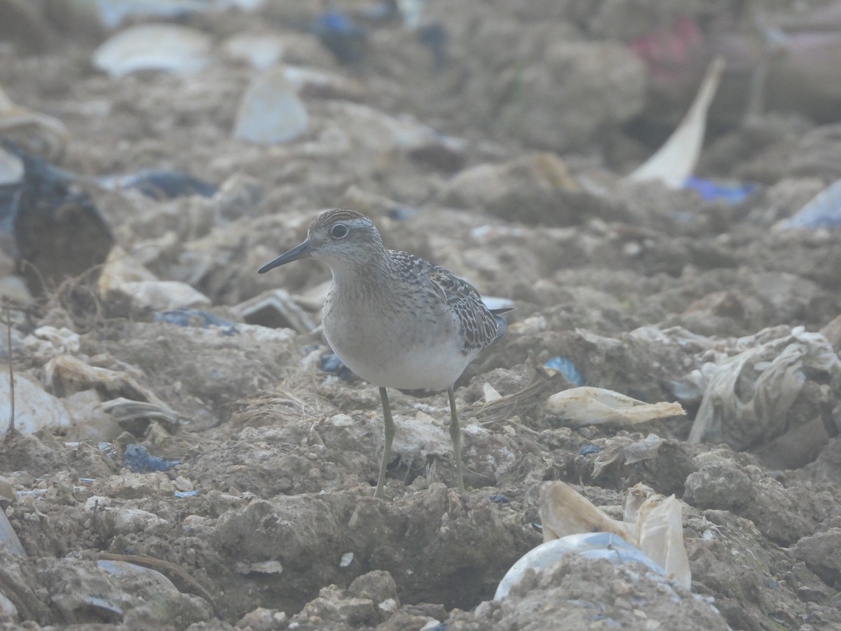 Sharp-tailed Sandpiper - ML644611684