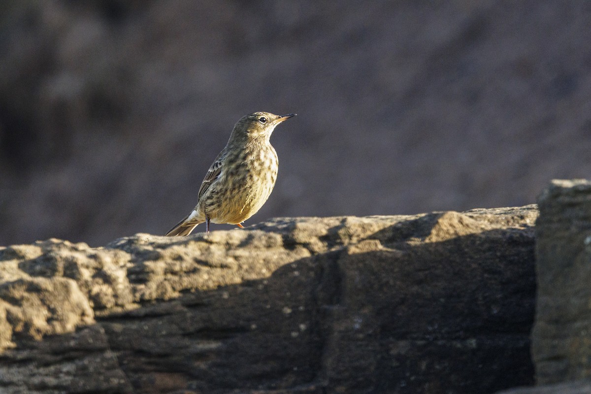 Rock Pipit (Western) - ML644611688