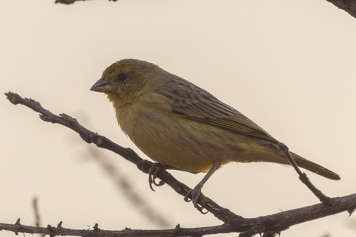 solbukspurv - ML644611690