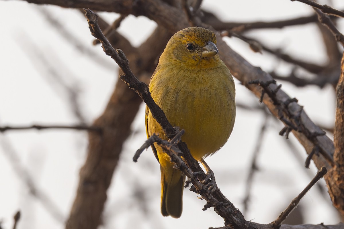 solbukspurv - ML644611691