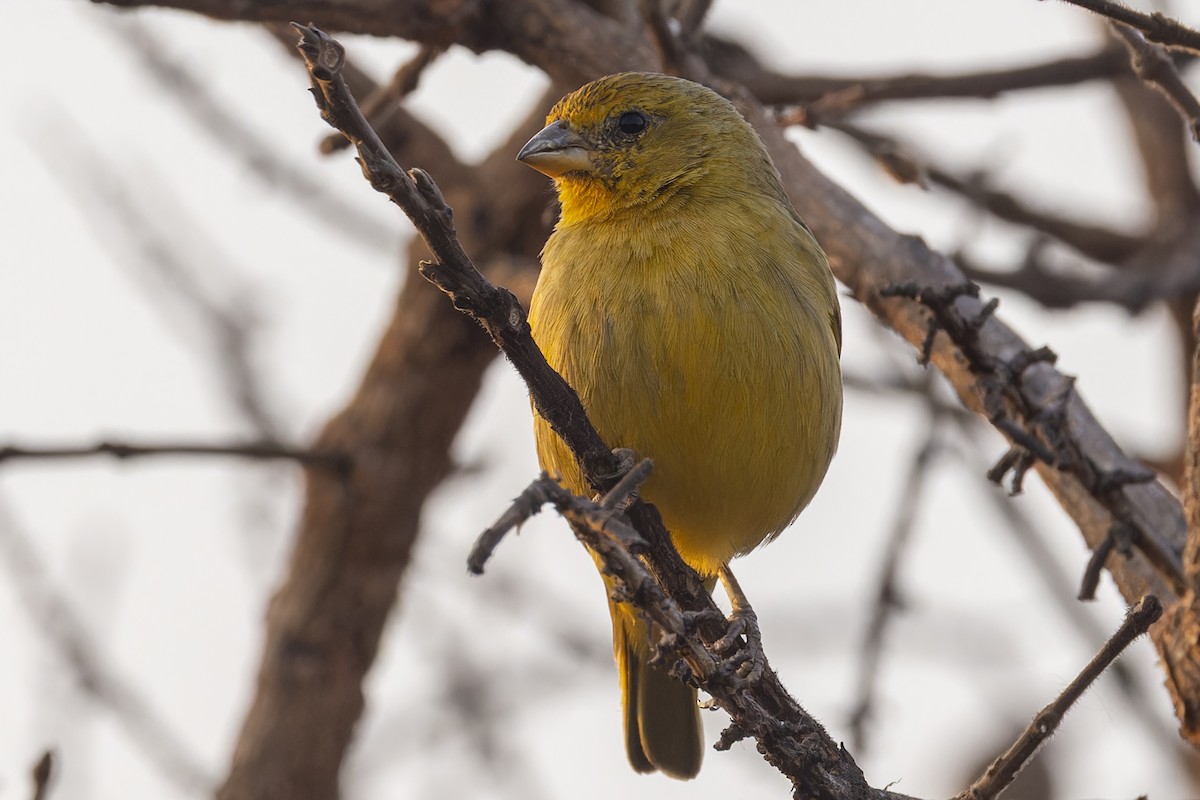 solbukspurv - ML644611692