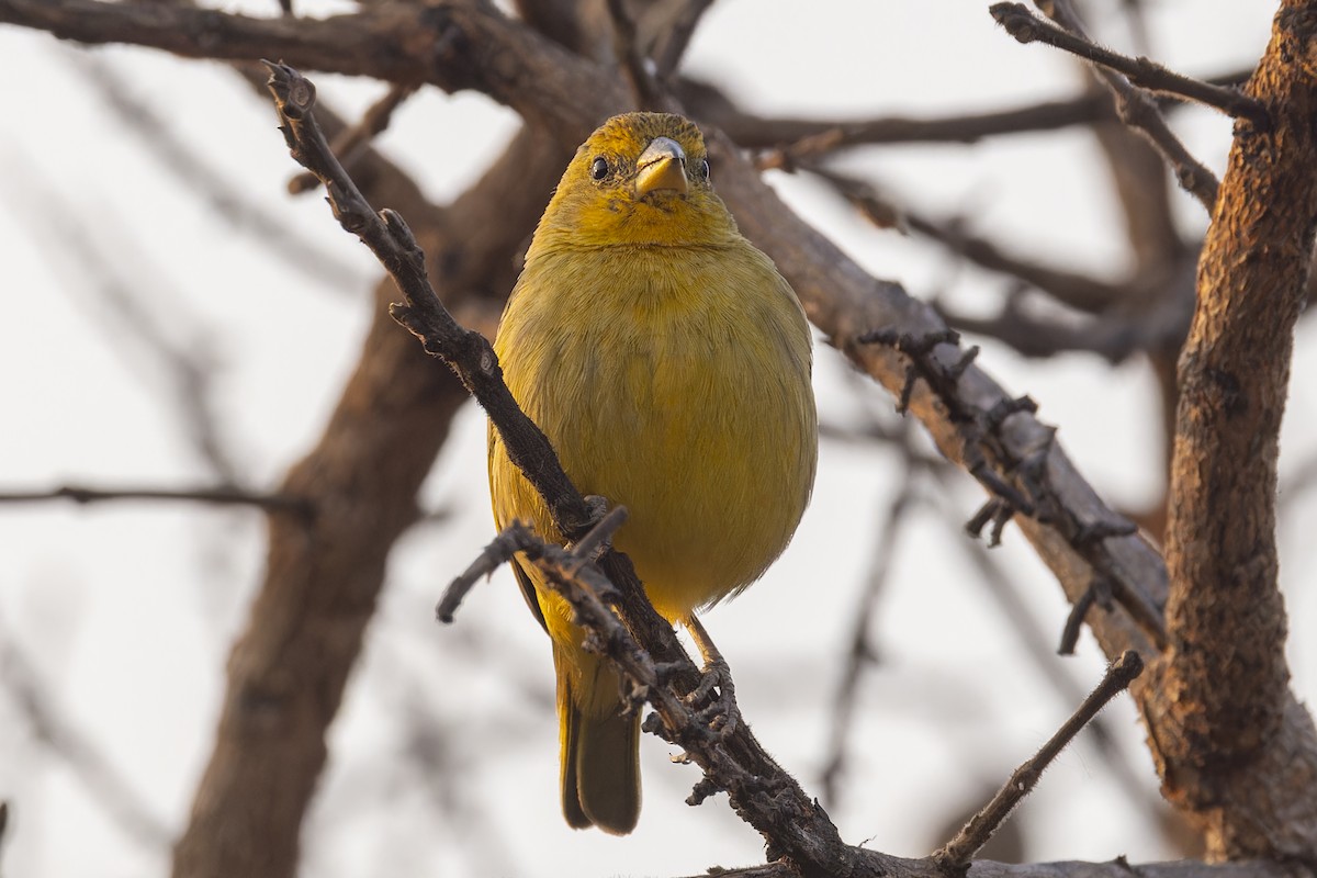 safranspurv - ML644611693