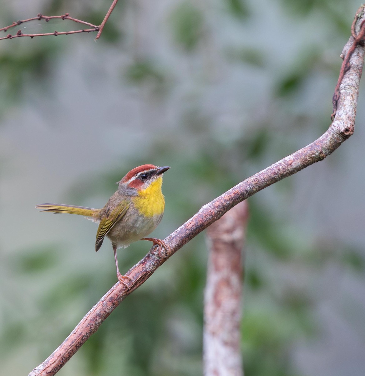 Rufous-capped Warbler - ML644611696