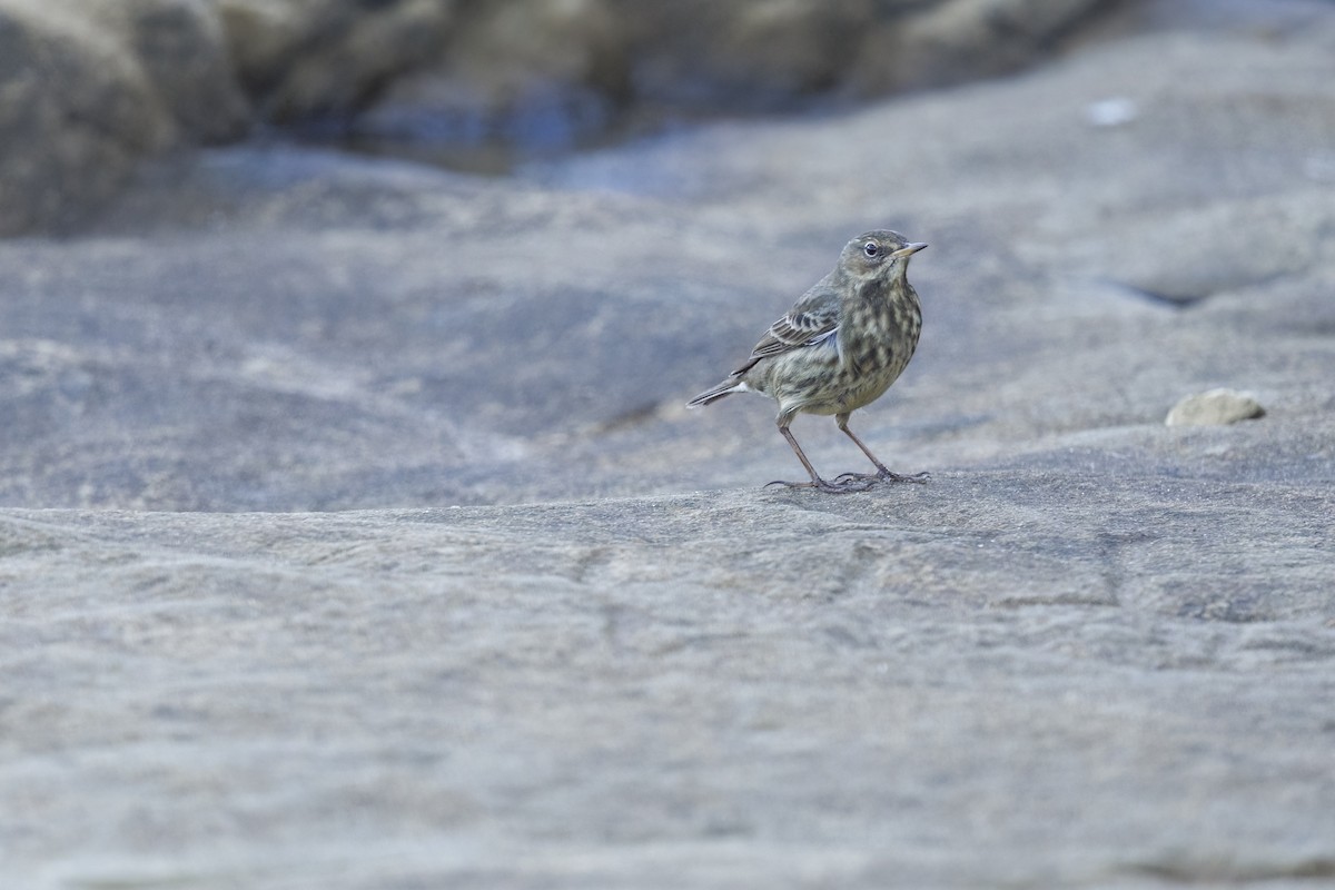 Rock Pipit (Eastern) - ML644611697