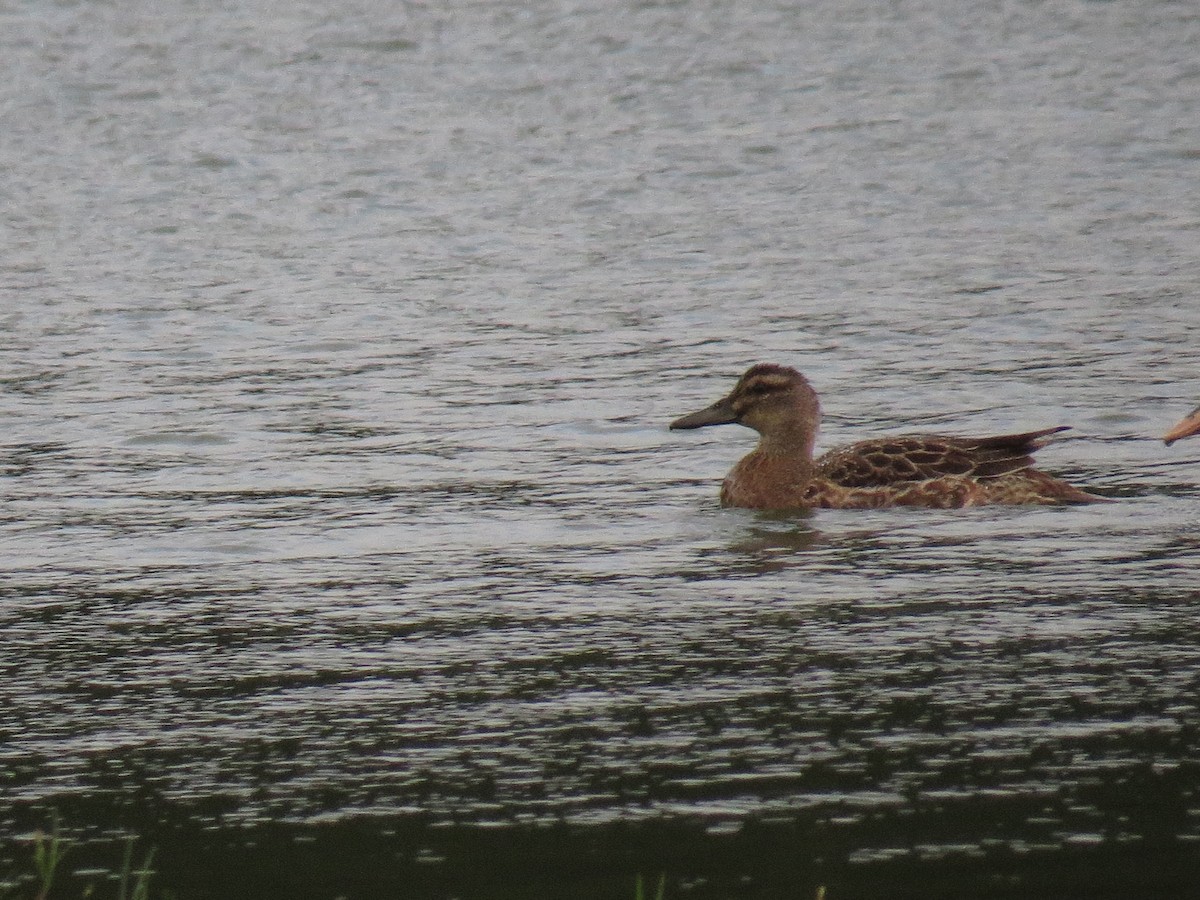 Garganey - ML644611698