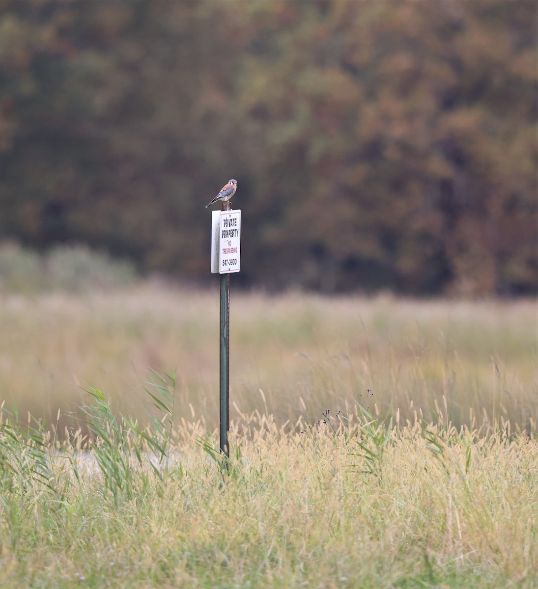 American Kestrel - ML644611699