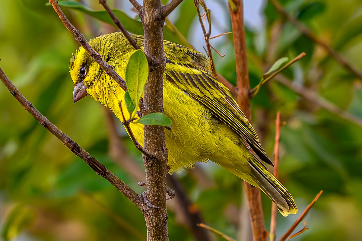 キマユカナリア - ML644611700