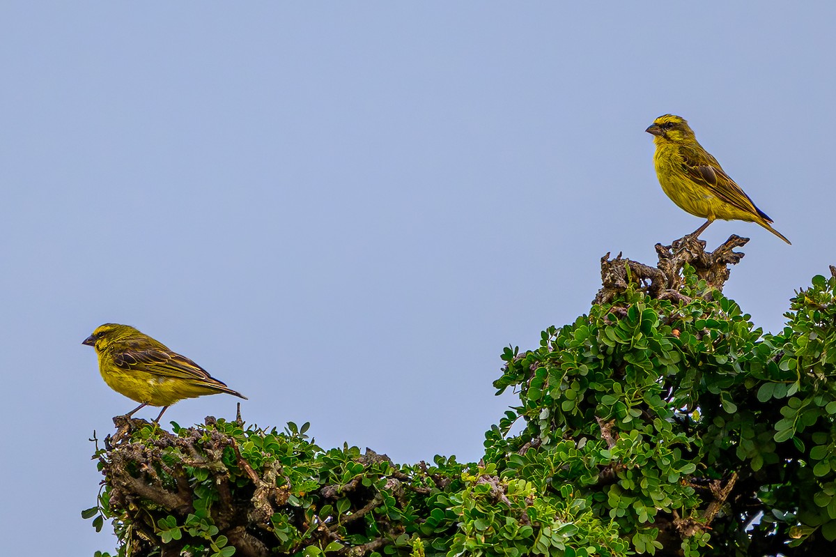 キマユカナリア - ML644611701