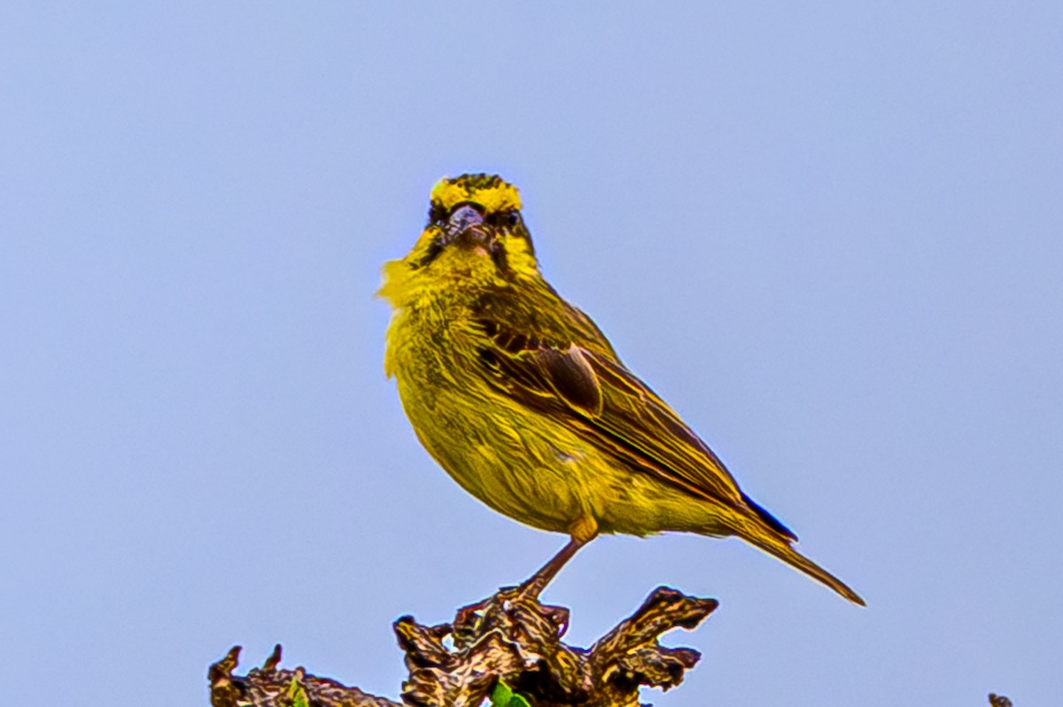 キマユカナリア - ML644611702