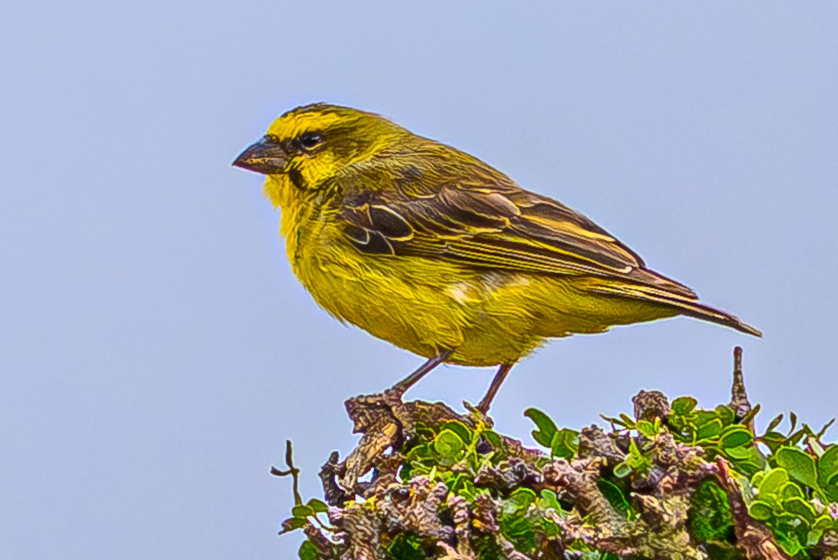 キマユカナリア - ML644611703