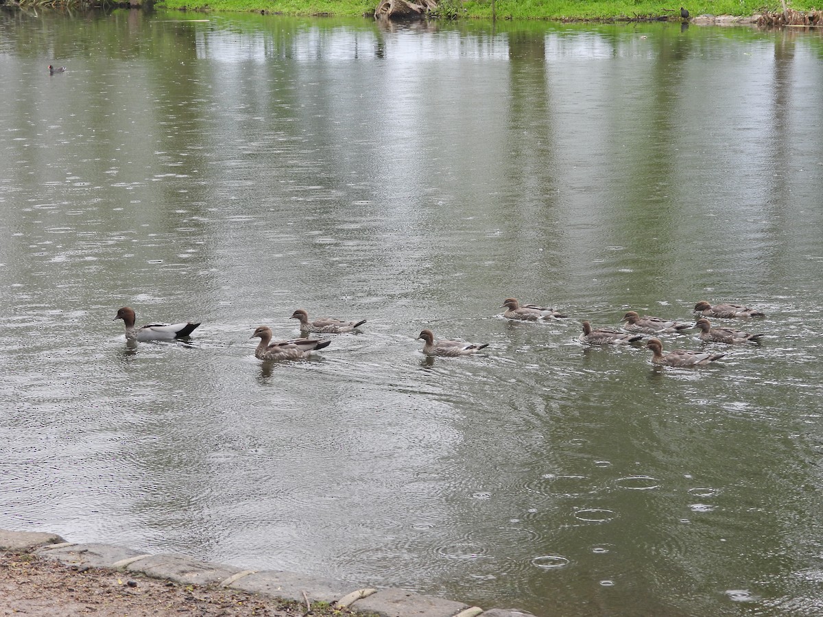 mankeand - ML644611711