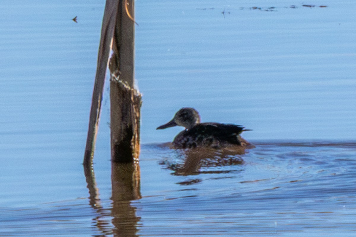 blåvingeand - ML644611712