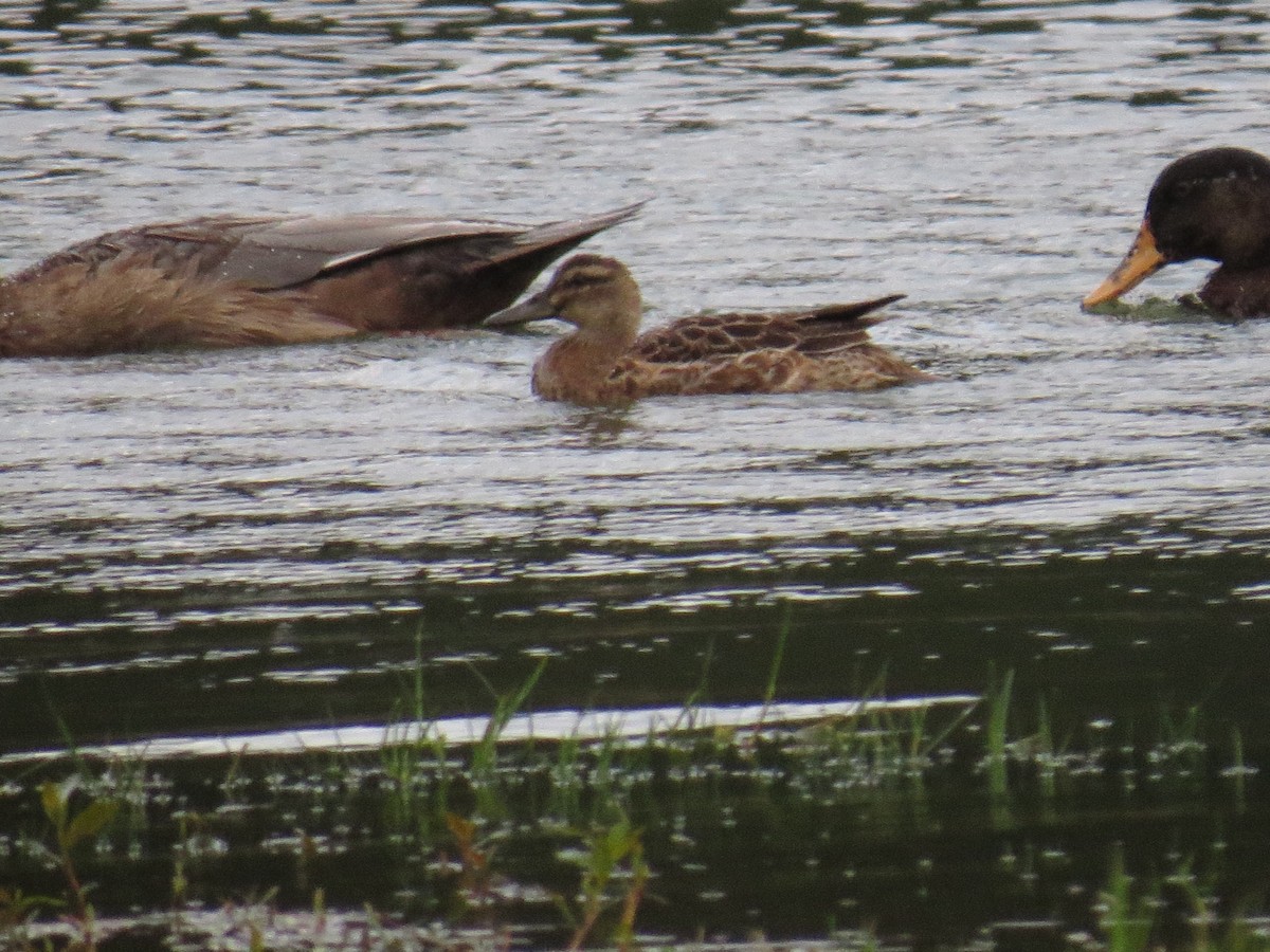 knekkand - ML644611713