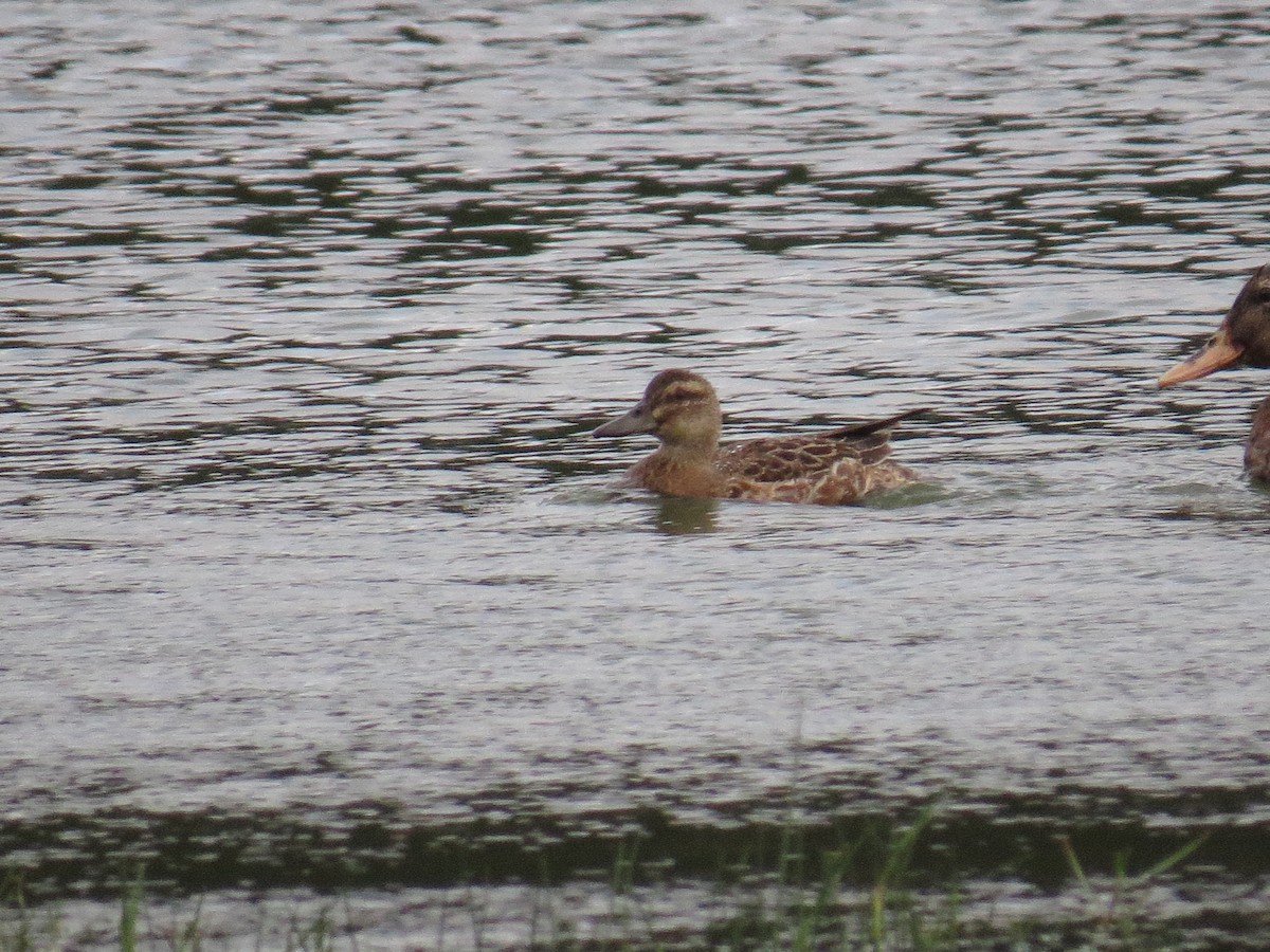 knekkand - ML644611714