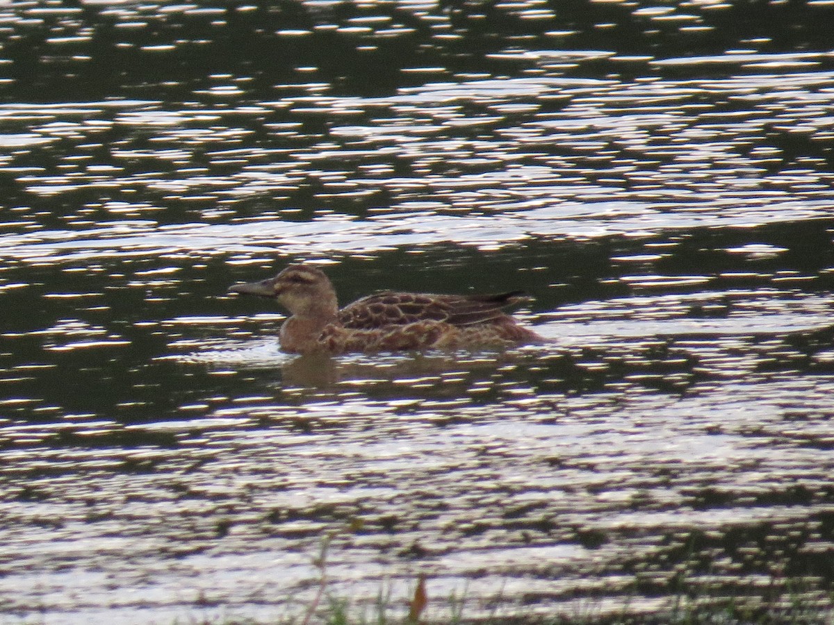 knekkand - ML644611715