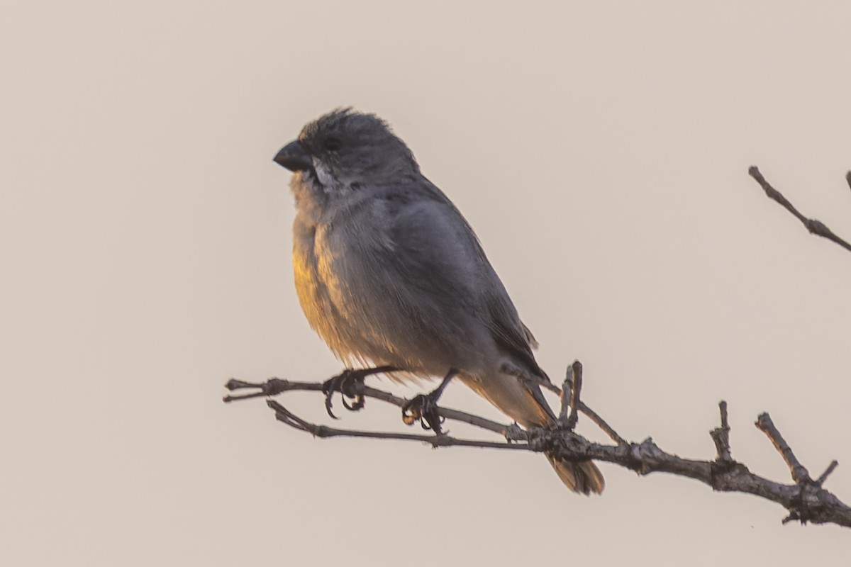 blyfrøeter - ML644611717