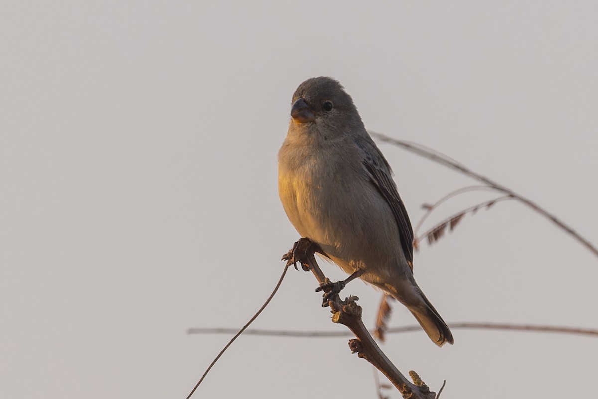 blyfrøeter - ML644611719