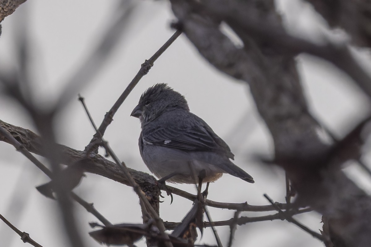 blyfrøeter - ML644611720