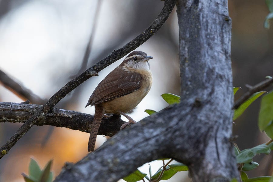 karolinasmett - ML644611721