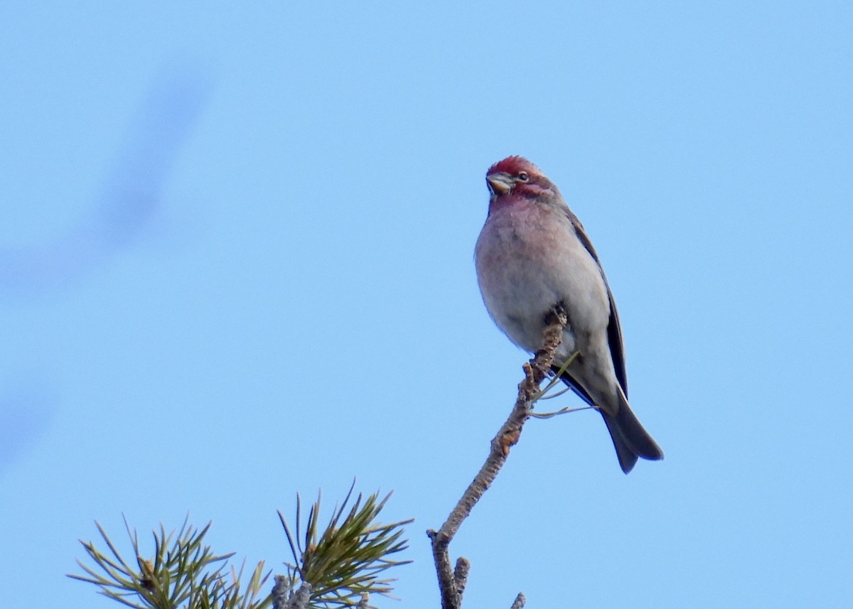 rødkronerosenfink - ML644611722