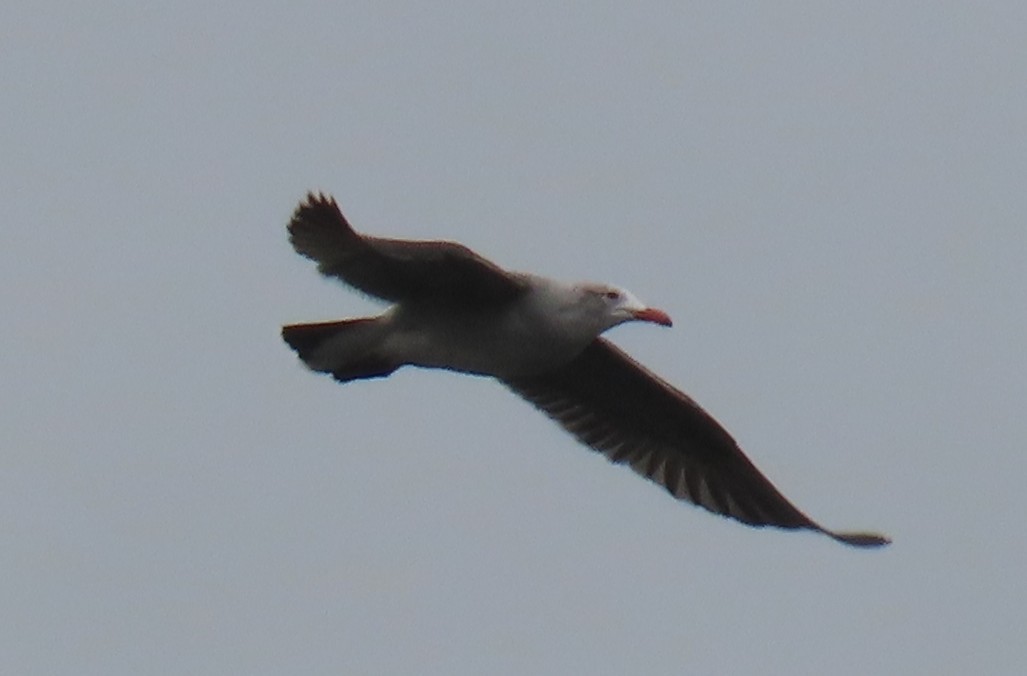 askemåke - ML644611723