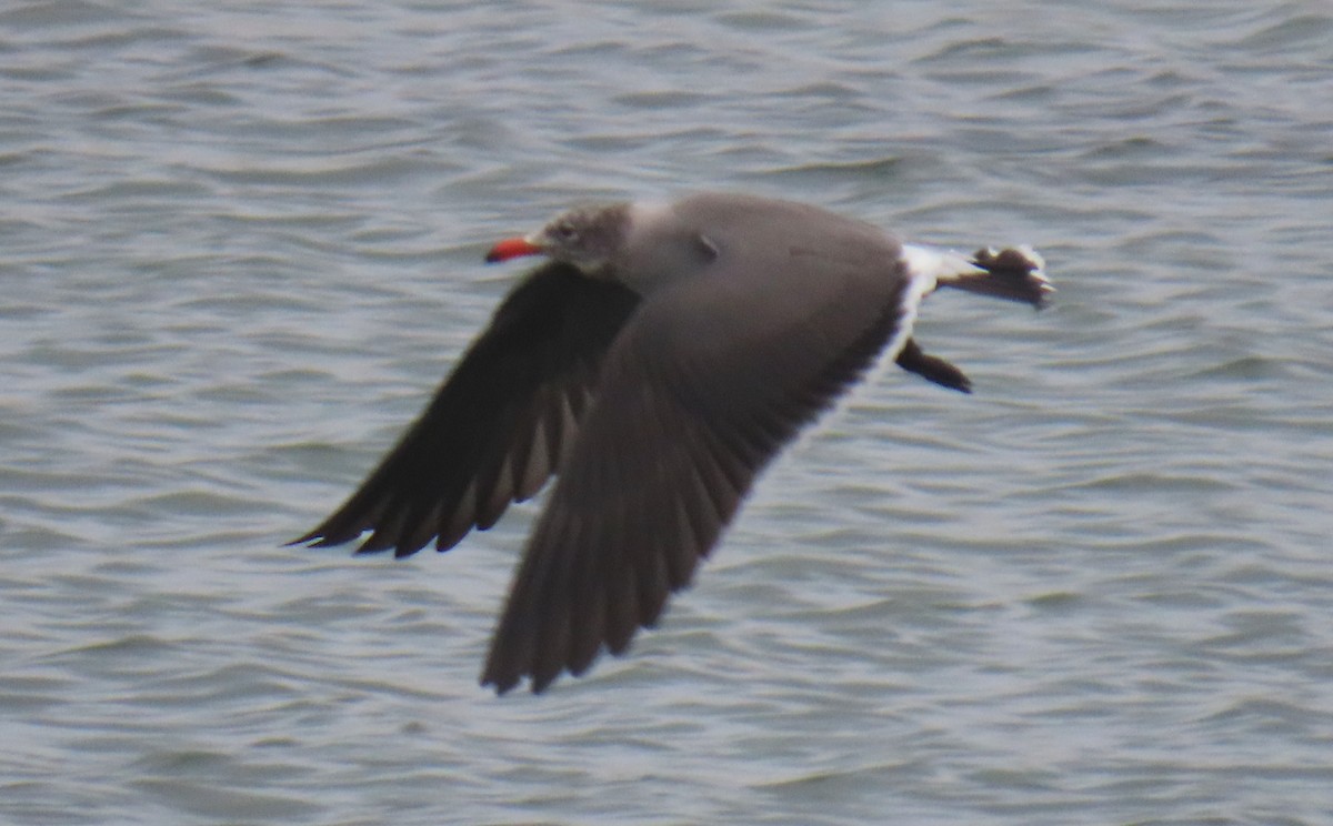 askemåke - ML644611724