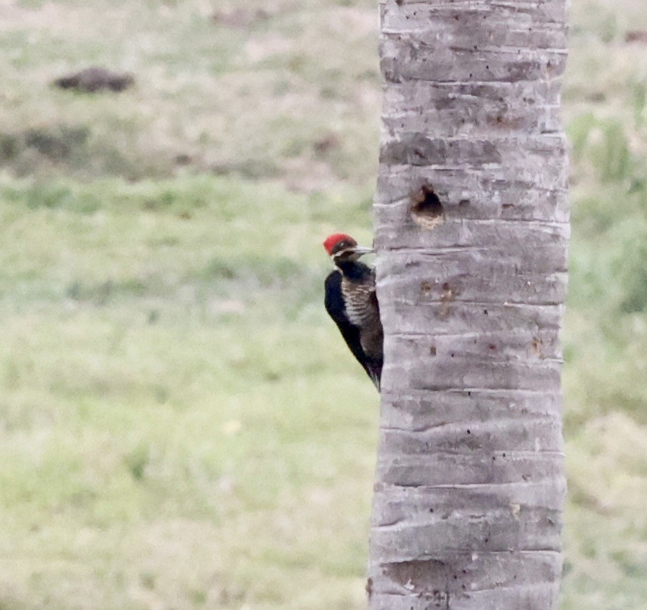 stripesvartspett - ML644611725