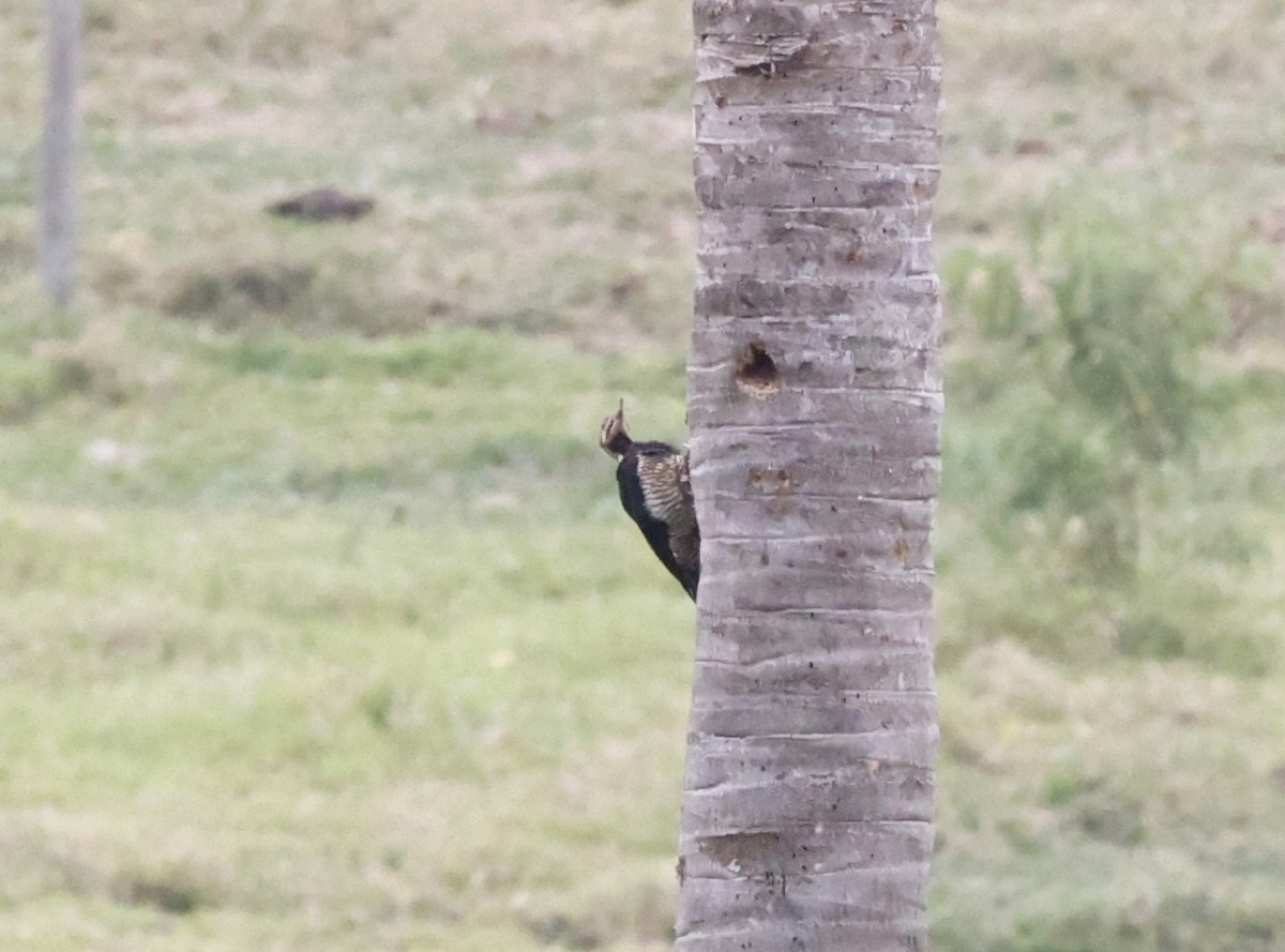 stripesvartspett - ML644611726