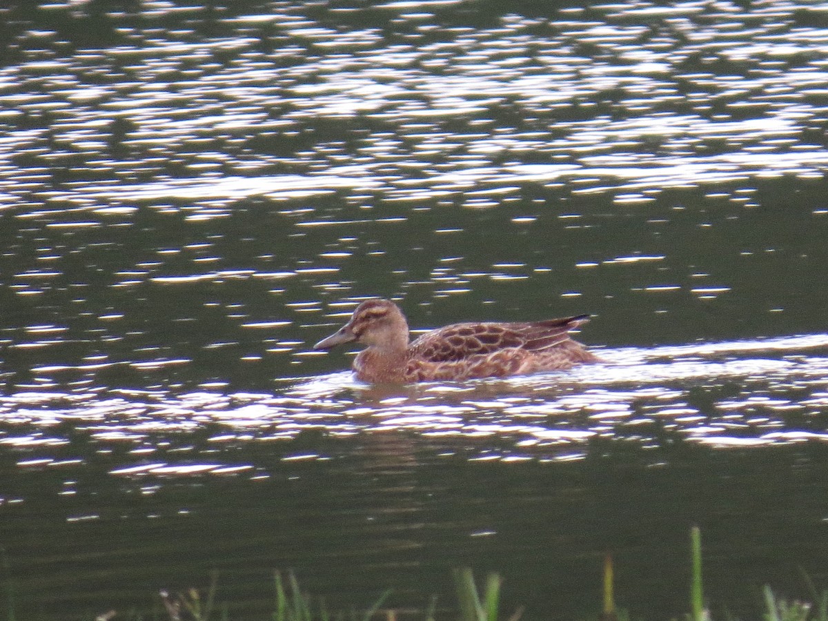 knekkand - ML644611727