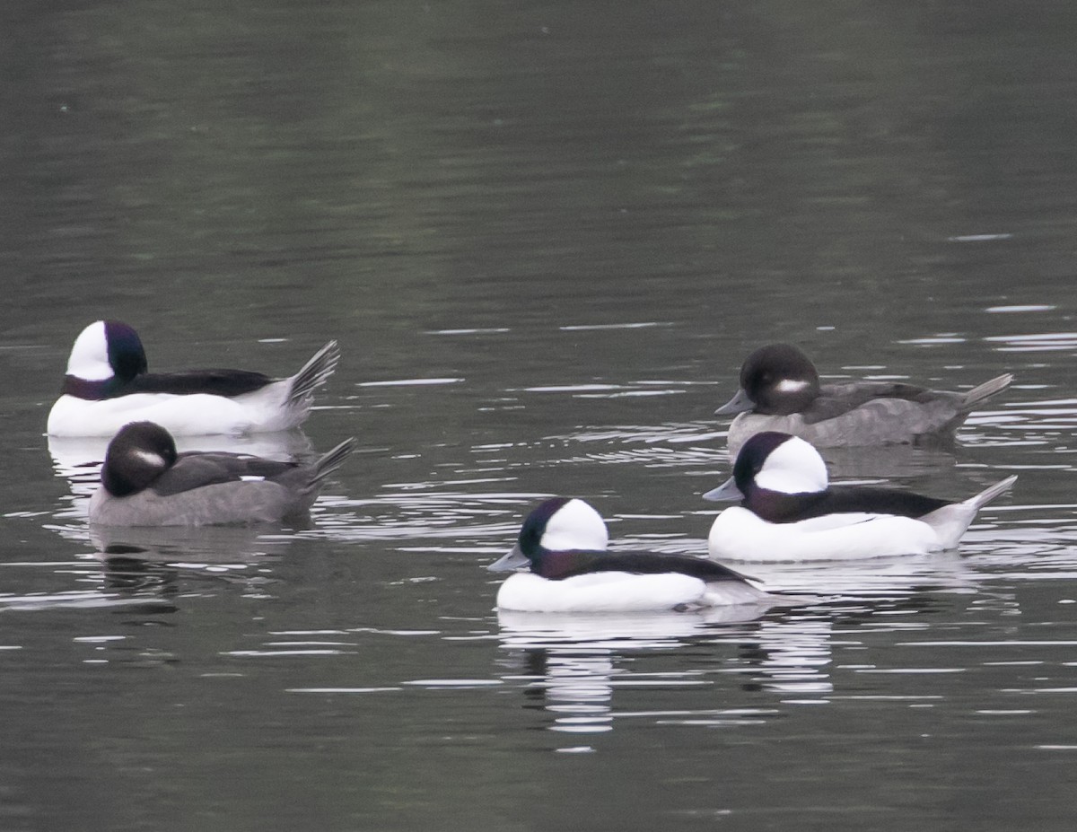 bøffeland - ML644611728