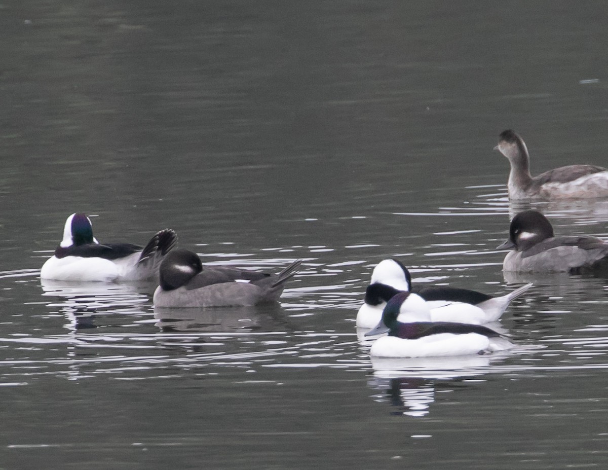 bøffeland - ML644611729