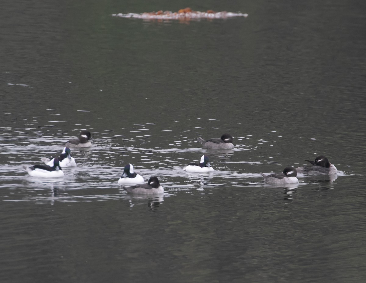 bøffeland - ML644611730