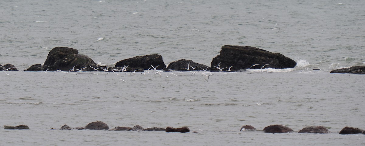 prærieterne - ML644611731