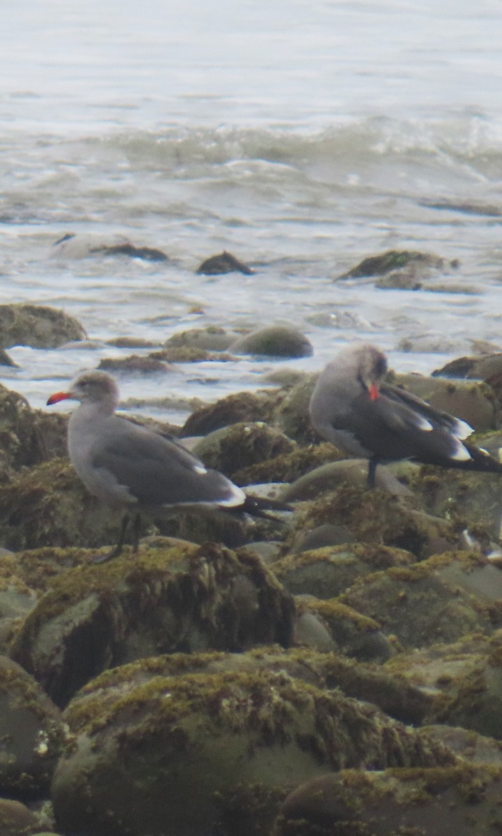 askemåke - ML644611732