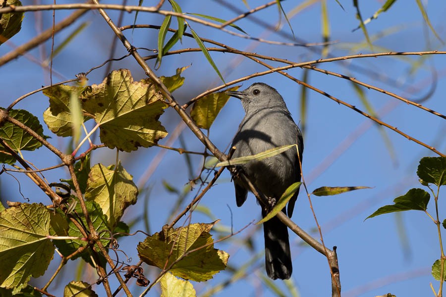 kattespottefugl - ML644611733