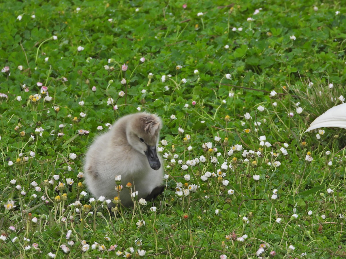 svartsvane - ML644611734