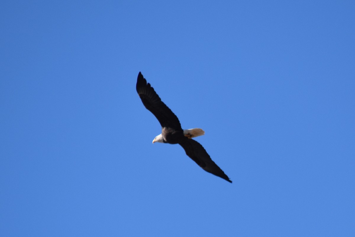 hvithodehavørn - ML644611735