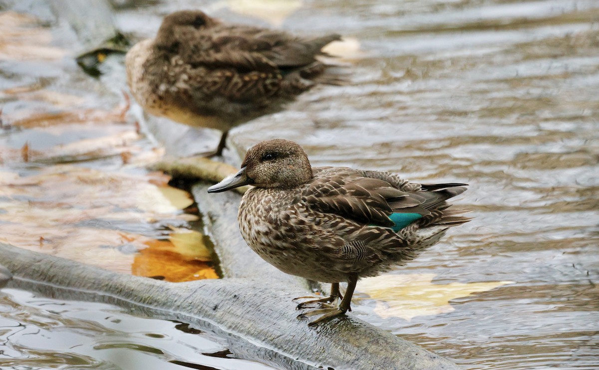 krikkand (crecca) - ML644611736